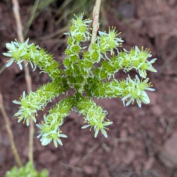 Petrosedum ochroleucum Flower