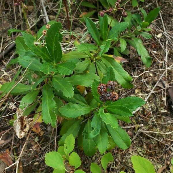 Chimaphila umbellata Habitus