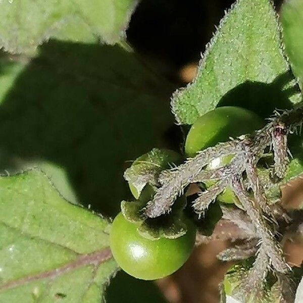 Solanum villosum Ffrwyth