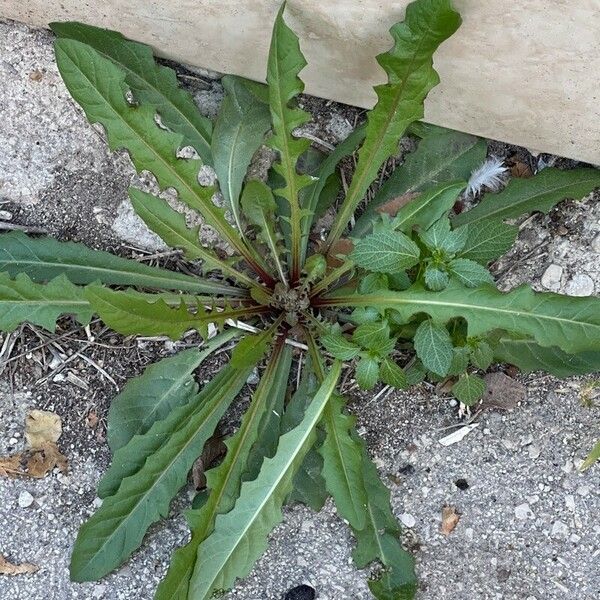 Crepis pulchra 葉