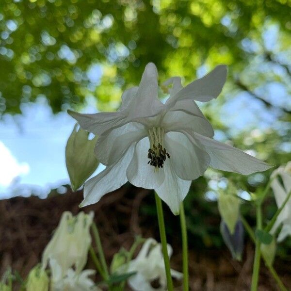 Aquilegia vulgaris Flor