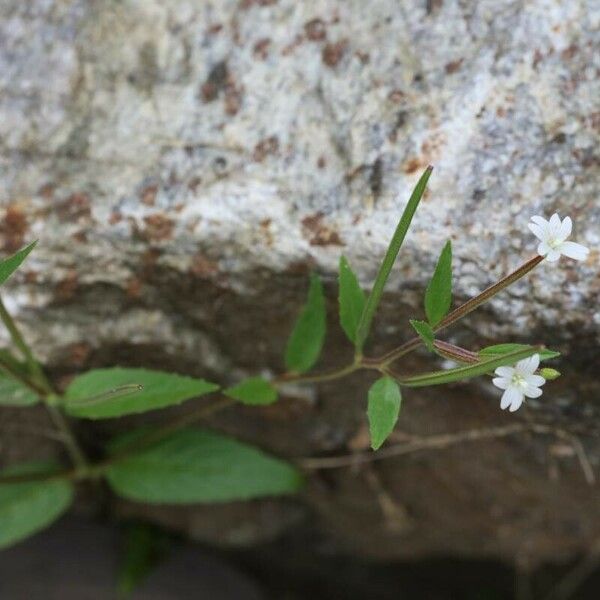 Epilobium lactiflorum Λουλούδι