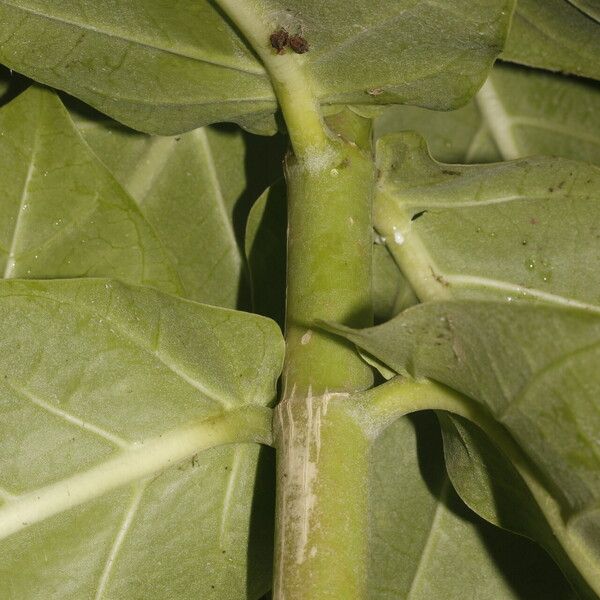 Calotropis procera Koor