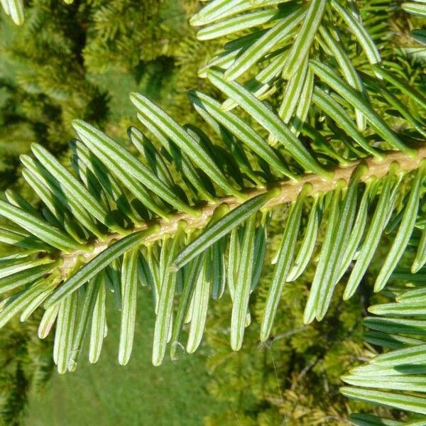 Abies firma Leaf