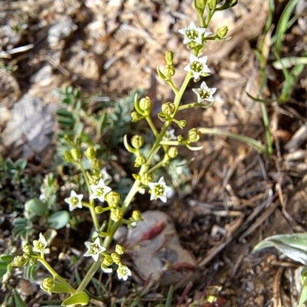 Thesium humifusum Floare