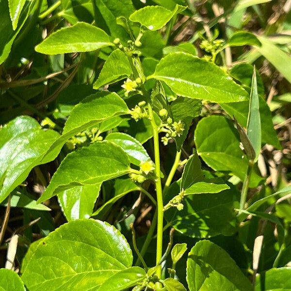 Colubrina asiatica Лист