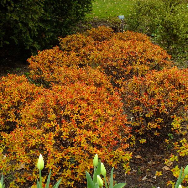 Spiraea cantoniensis Tervik taim