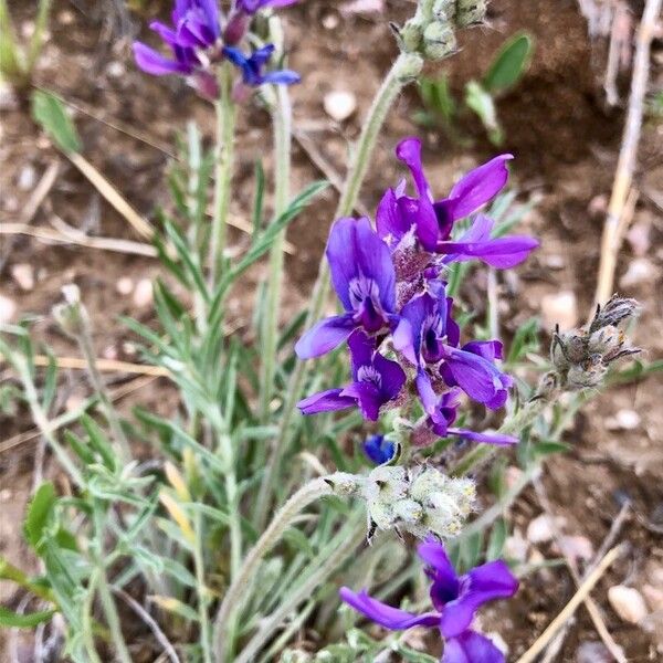 Oxytropis lambertii Кветка