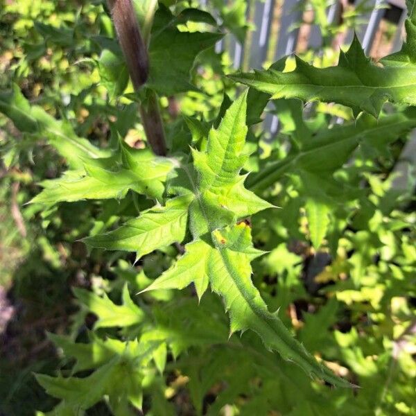 Echinops sphaerocephalus Лист