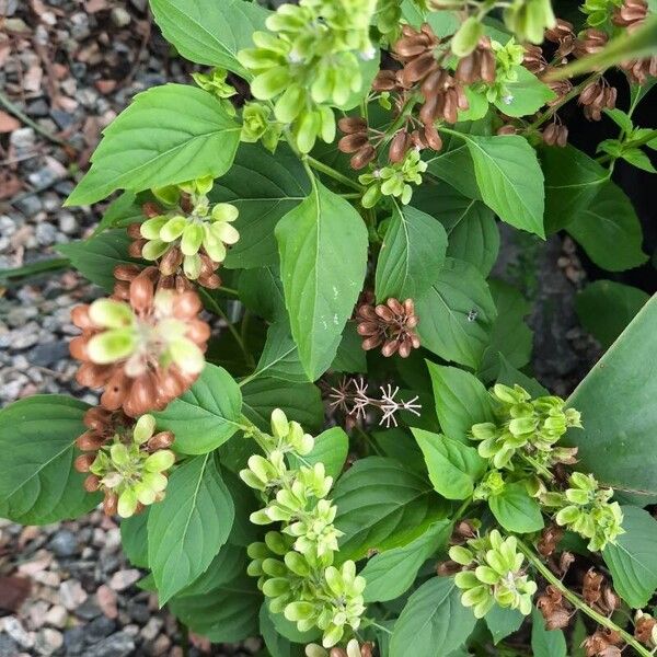 Ocimum campechianum Leaf