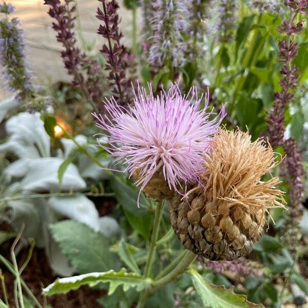 Cirsium altissimum ফুল