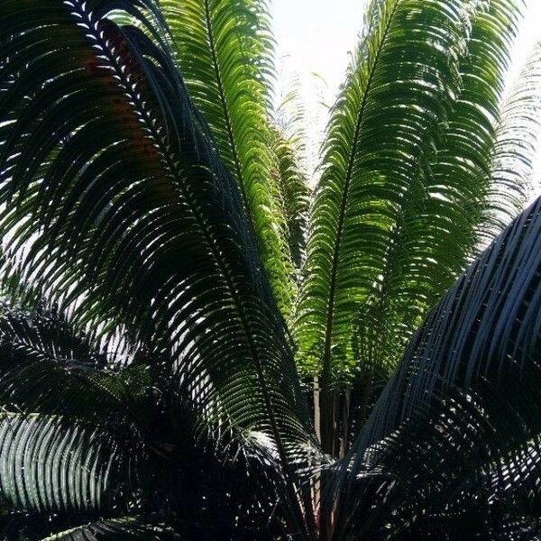 Cycas circinalis 葉