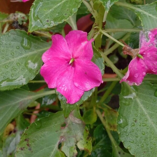 Impatiens walleriana Fleur