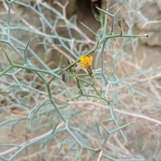 Launaea arborescens Flors