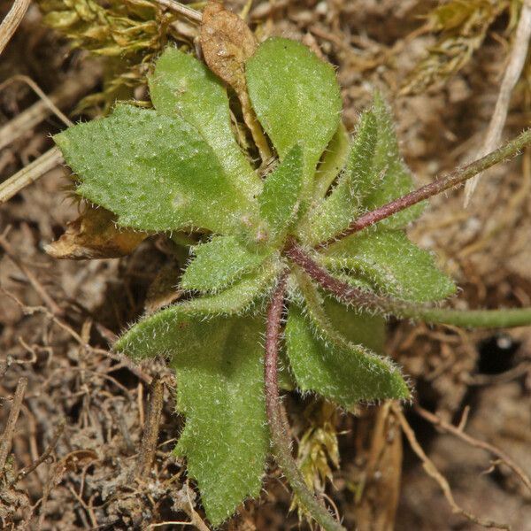 Draba verna Foglia