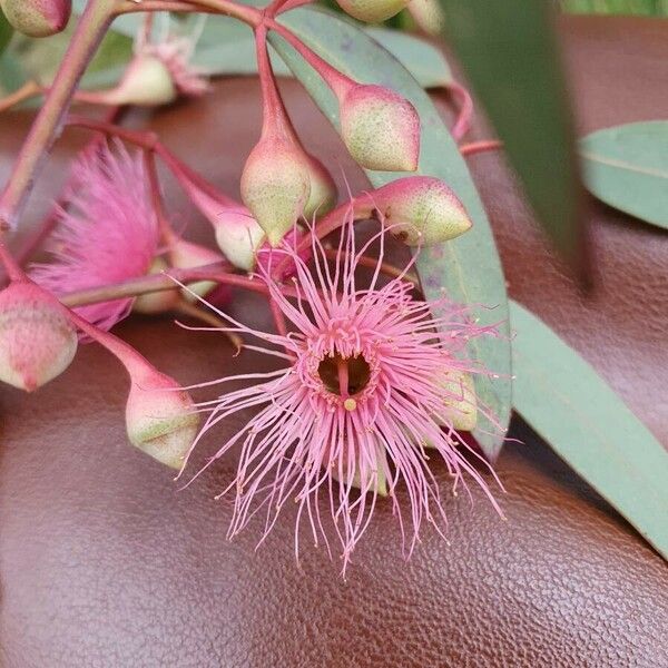 Eucalyptus sideroxylon Žiedas