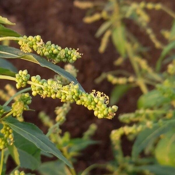 Mercurialis annua 花