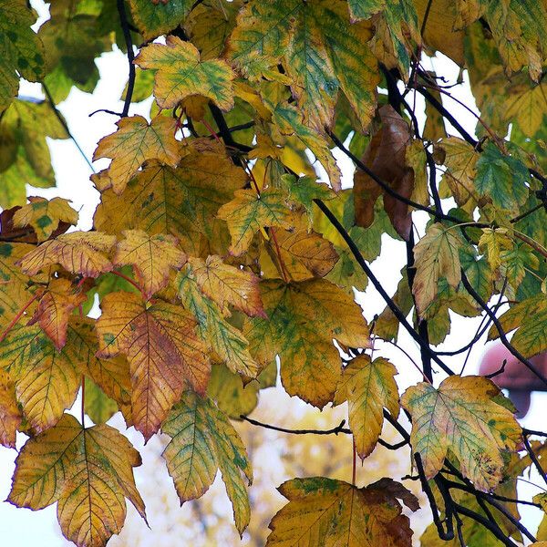 Acer spicatum Leaf