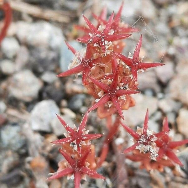 Sedum cespitosum Flower