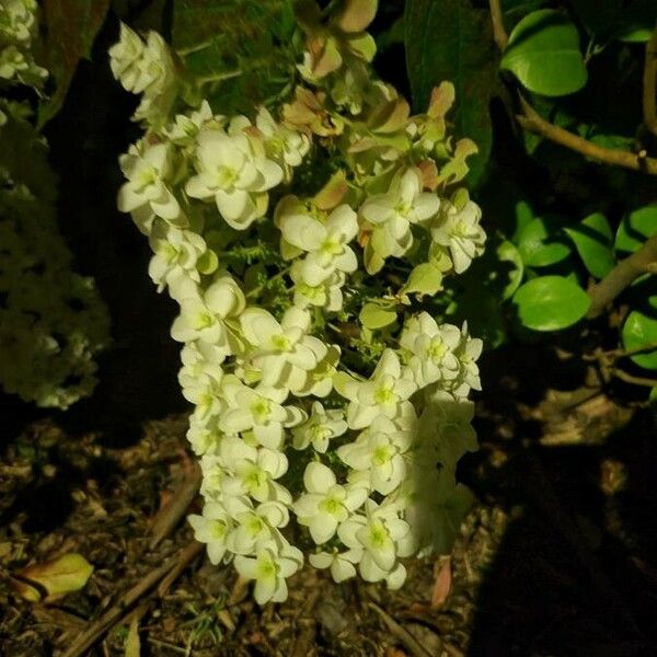 Hydrangea quercifolia Kvet