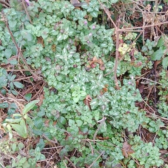 Lamium maculatum Habitat