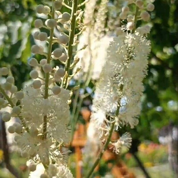 Actaea racemosa Цветок