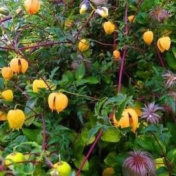 Clematis orientalis Flower