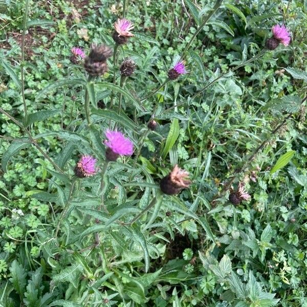 Centaurea nigra 叶