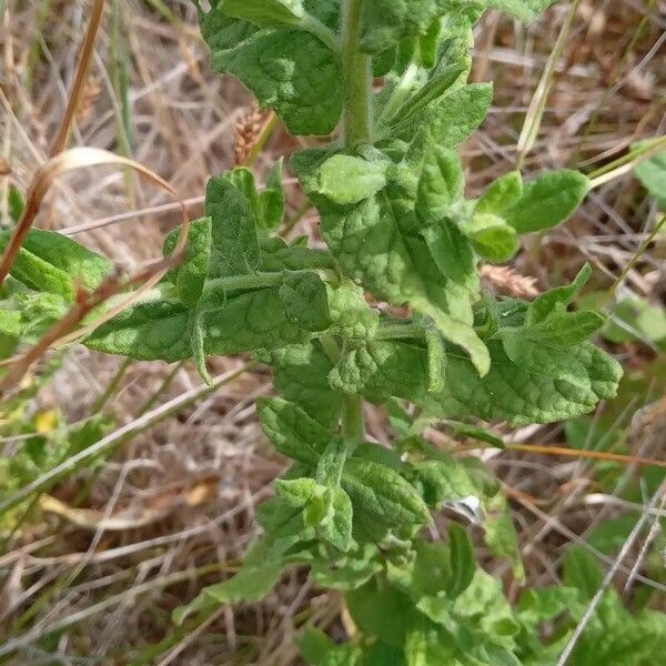 Pulicaria dysenterica Leaf