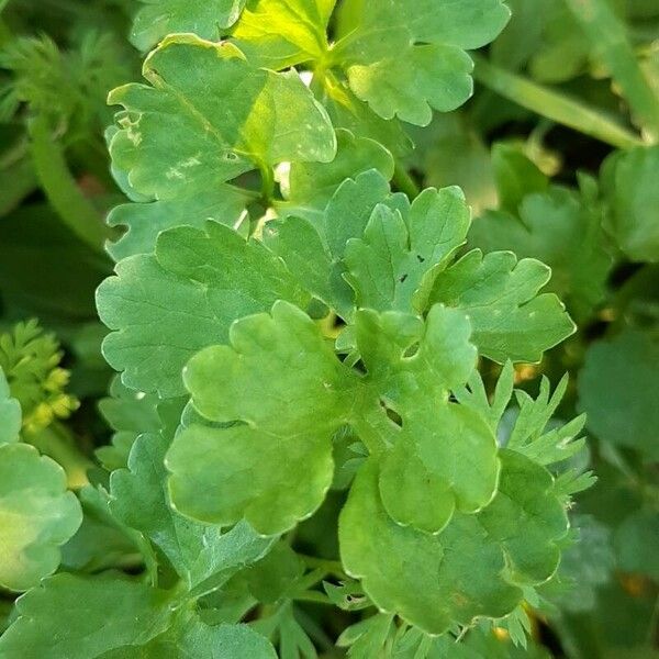 Ranunculus muricatus Leaf