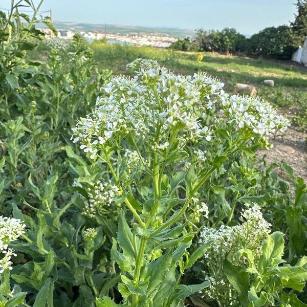 Lepidium draba Habitatea