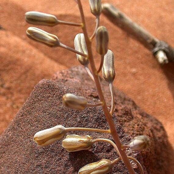 Drimia noctiflora Fleur