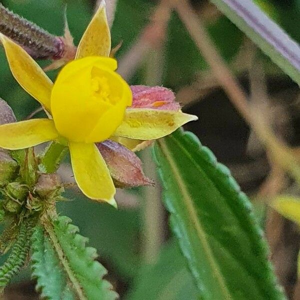 Corchorus trilocularis Fiore