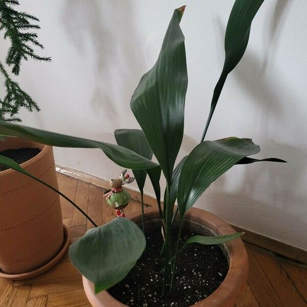 Aspidistra elatior ഇല