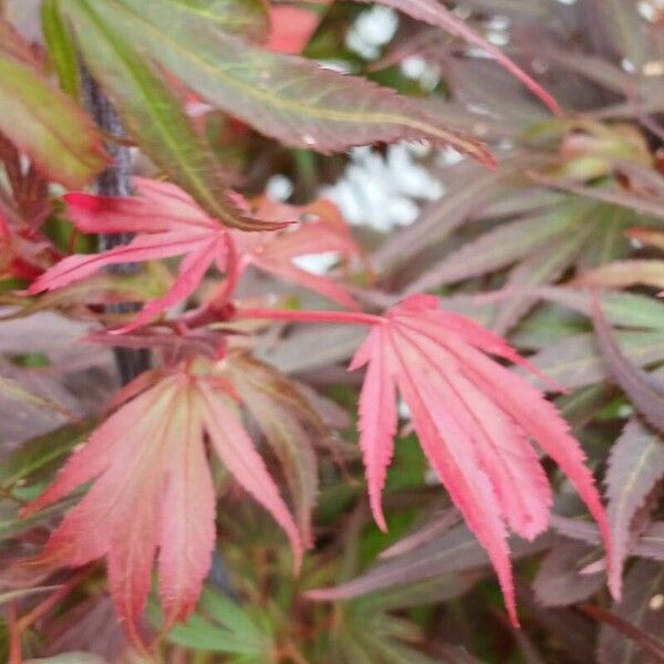 Acer palmatum Virág