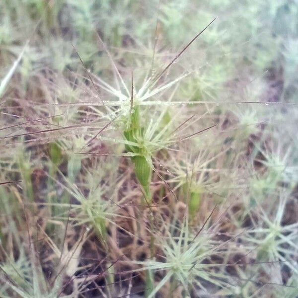 Aegilops geniculata Flower