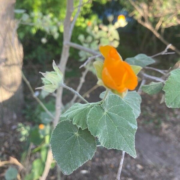 Abutilon grandifolium Kukka