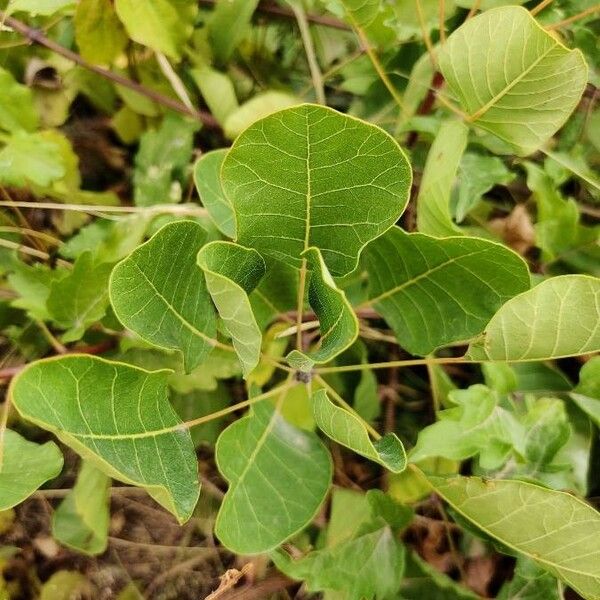 Cotinus coggygria برگ