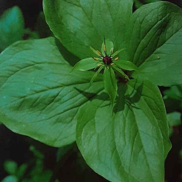 Paris quadrifolia Flower