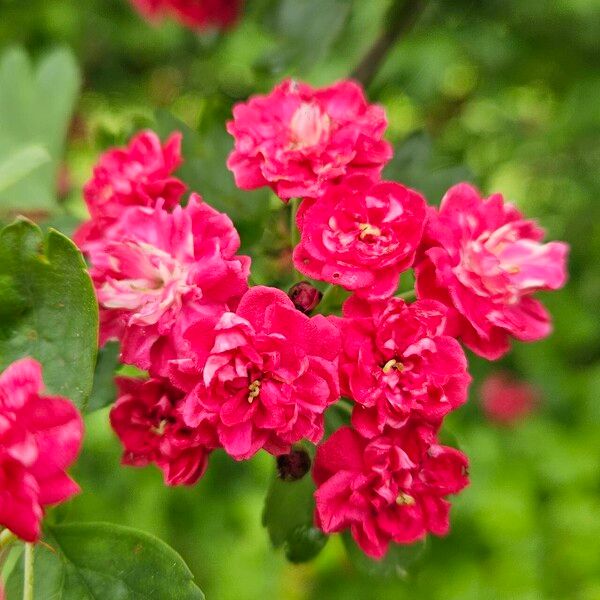 Crataegus laevigata Цветок