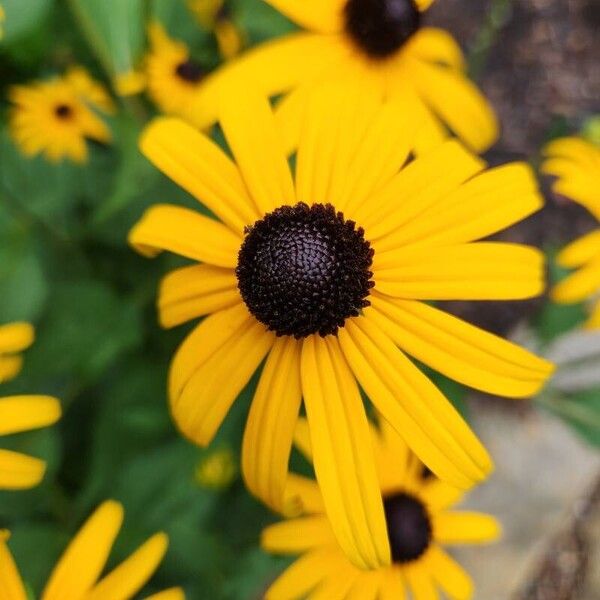 Rudbeckia fulgida Flower