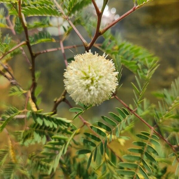 Leucaena leucocephala Цветок