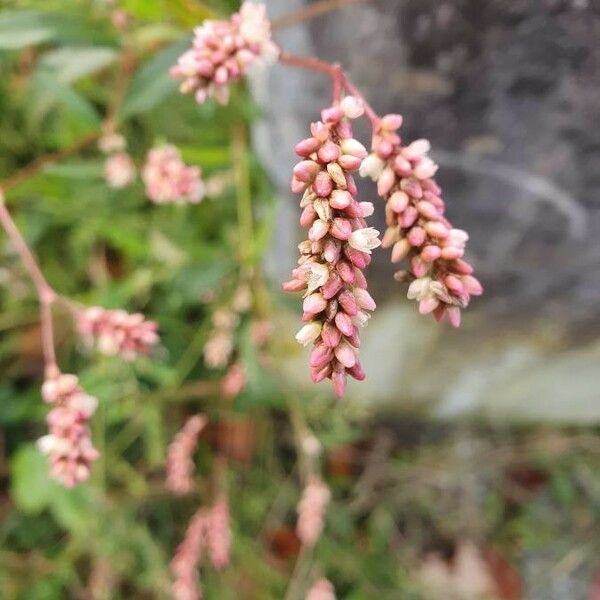 Persicaria maculosa Kwiat