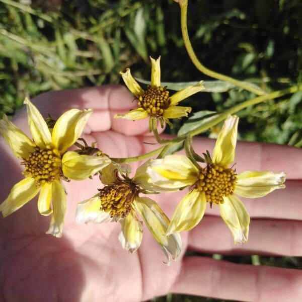 Bidens aurea Квітка