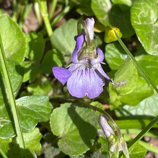 Viola riviniana Кветка