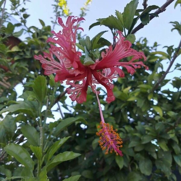 Hibiscus schizopetalus Flower