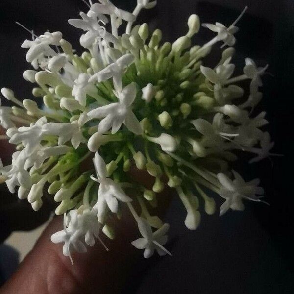 Centranthus ruber Квітка