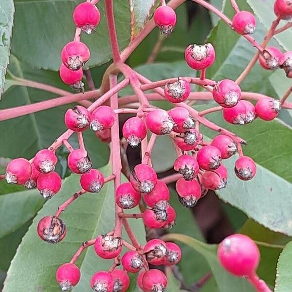 Photinia fraseri Frukt