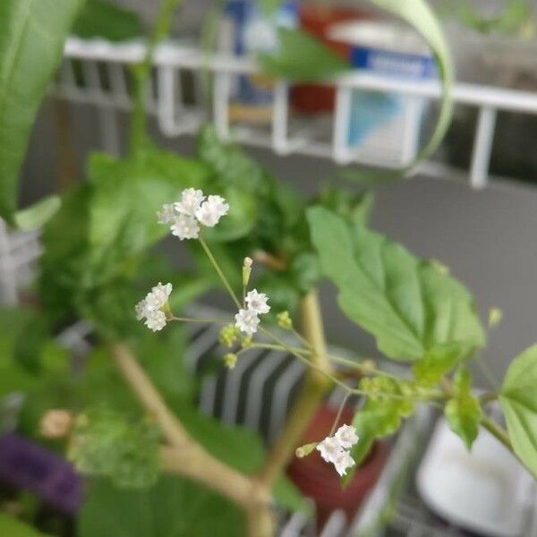 Boerhavia erecta Flor