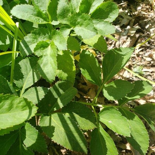 Zizia aurea Leaf